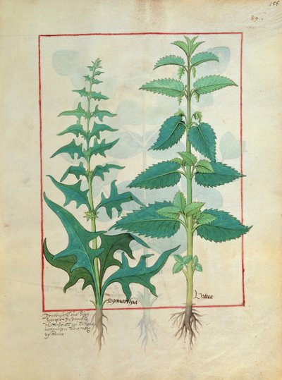 Urticaceae (Famille des Orties) Illustration du Livre des Simples Médecines par Mattheaus Platearius - Robinet Testard